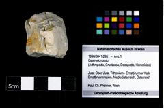 Foto (Objekt + Etikett) von Gastrodorus sp.  (NHMW-GEO-1990-0041-2951)